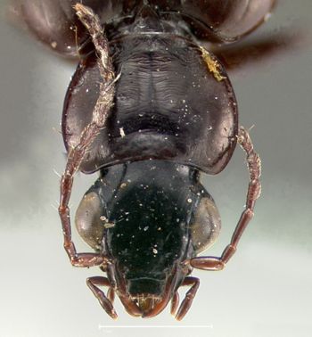 Media type: image;   Entomology 33011 Aspect: head frontal view